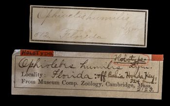 Media type: image;   Invertebrate Zoology OPH-2123 Description: Handwritten labels for this specimen included in the specimen tray.;  Aspect: labels